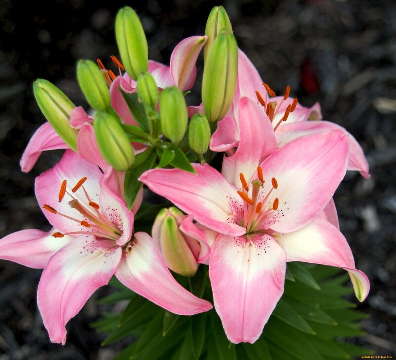 Pink Lily Flowers — Calm, Spring