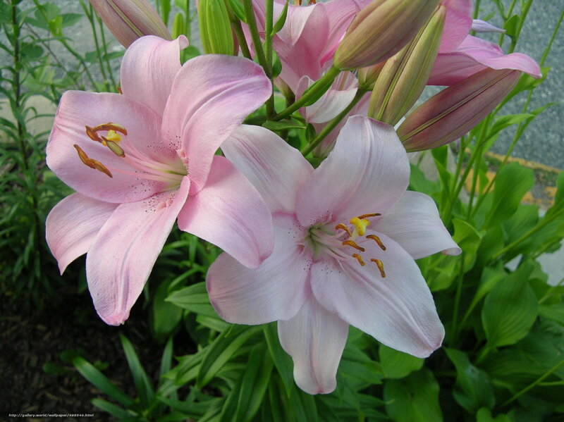 Pink Lily Flowers — Calm, Summer, Photograph