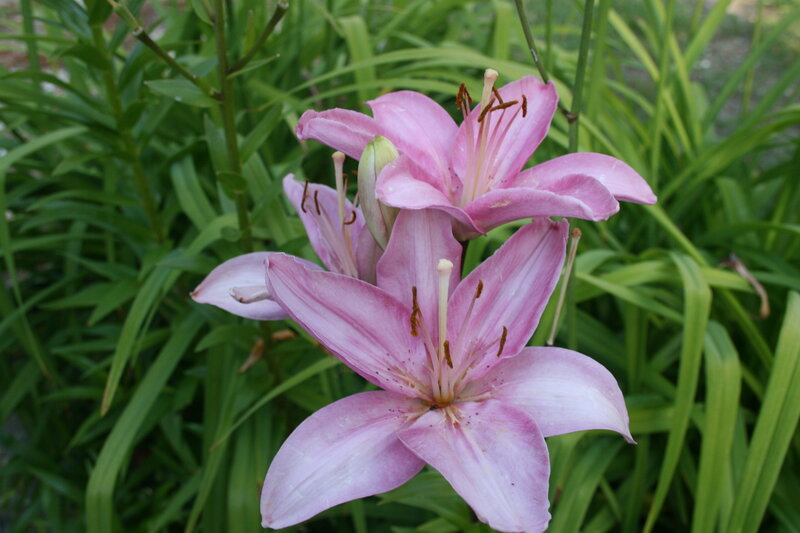 Pink Lily Flowers — Calm, Summer