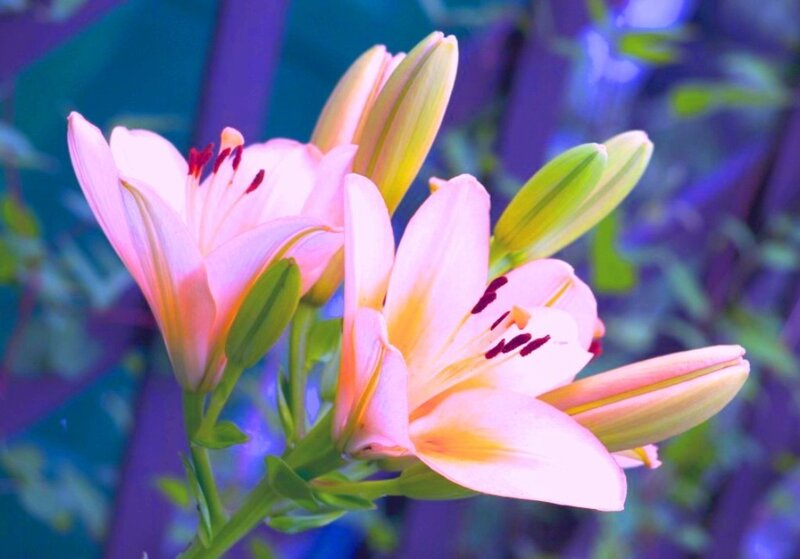 Pink Lily Flowers — Calm