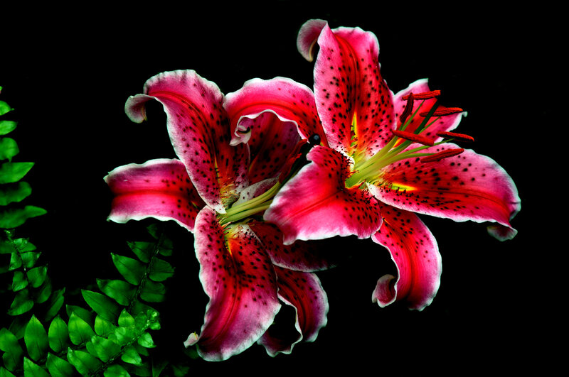 Pink Lily Flowers — Dramatic, Photograph, Green Leaves