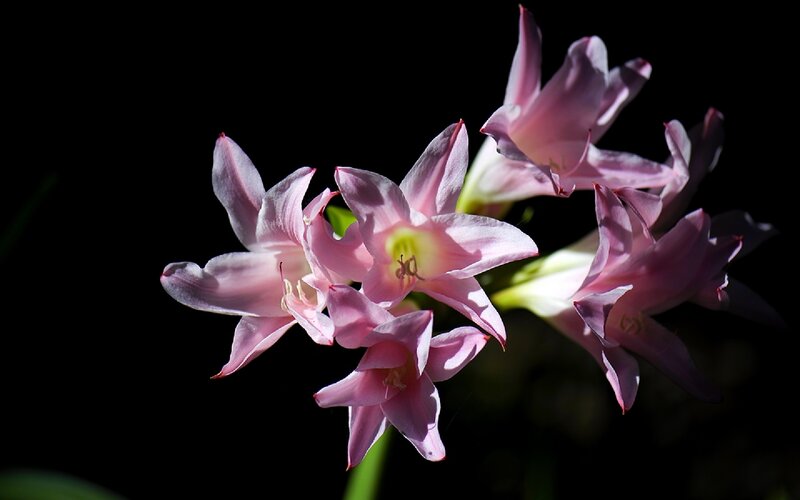Pink Lily Flowers — Dramatic, Photograph, Stem