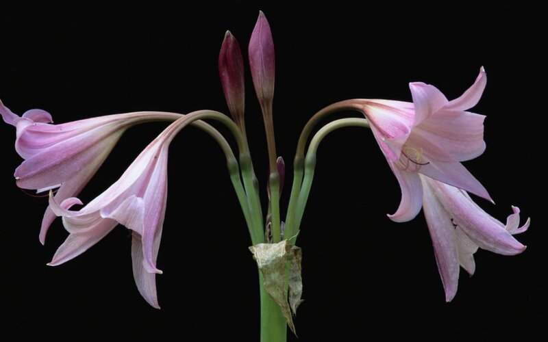 Pink Lily Flowers — Dramatic, Photograph