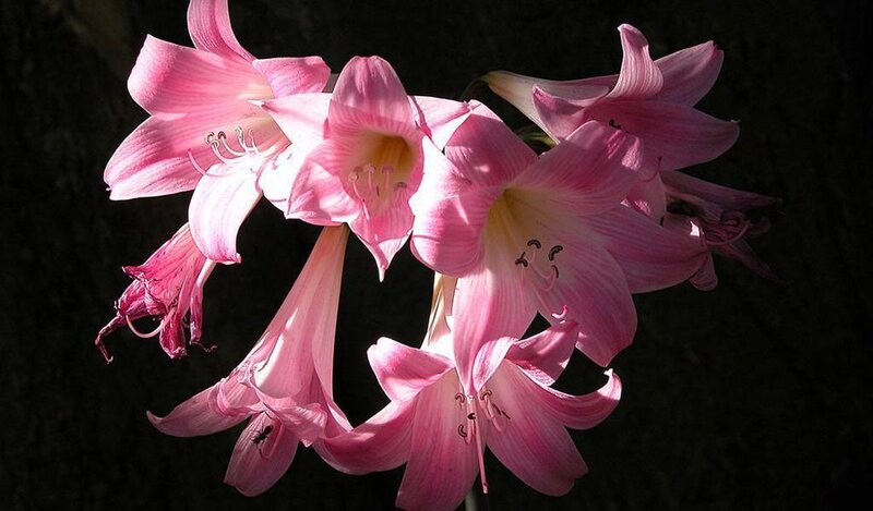 Pink Lily Flowers — Dramatic