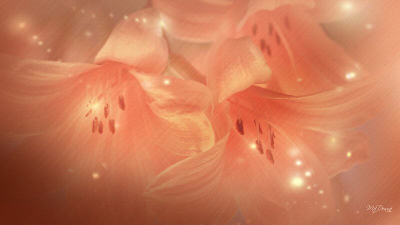 Pink Lily Flowers — Dreamy