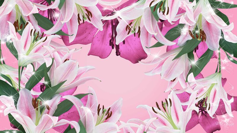 Pink Lily Flowers — Festive