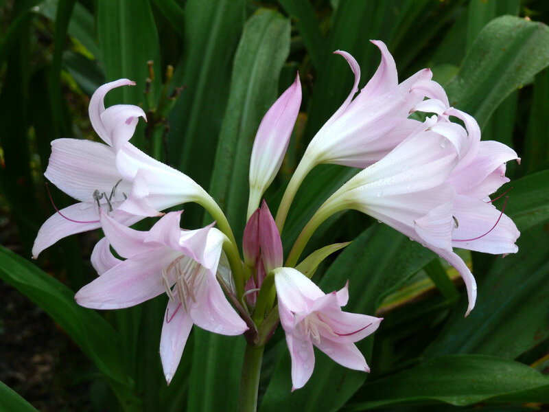 pink lily flowers in garden