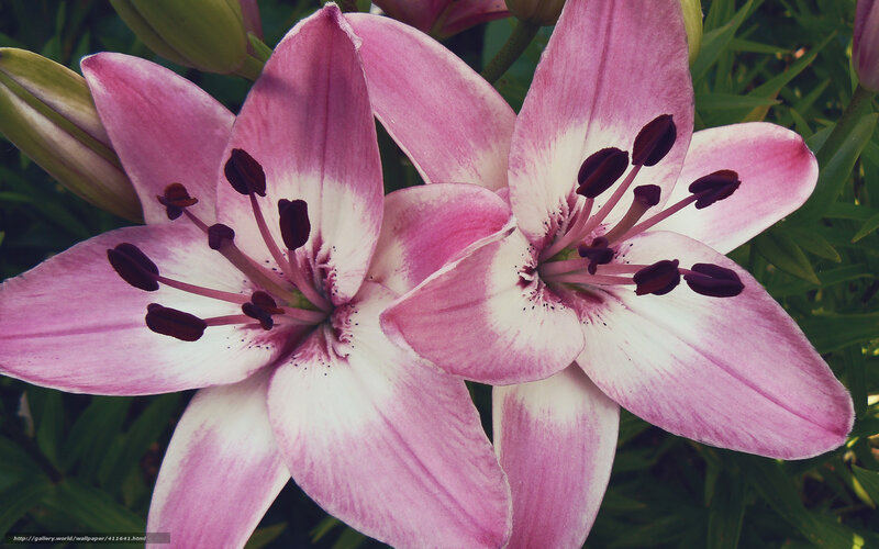 Pink Lily Flowers — Natural, Afternoon, Photograph, Petals