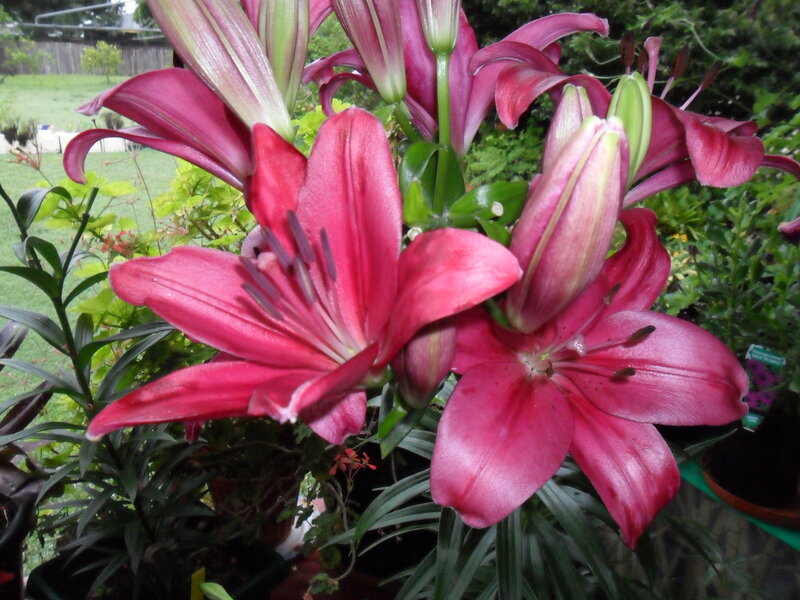 Pink Lily Flowers — Natural, Afternoon