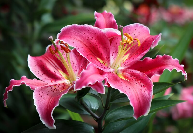 Pink Lily Flowers — Natural, Photograph, Green Leaves