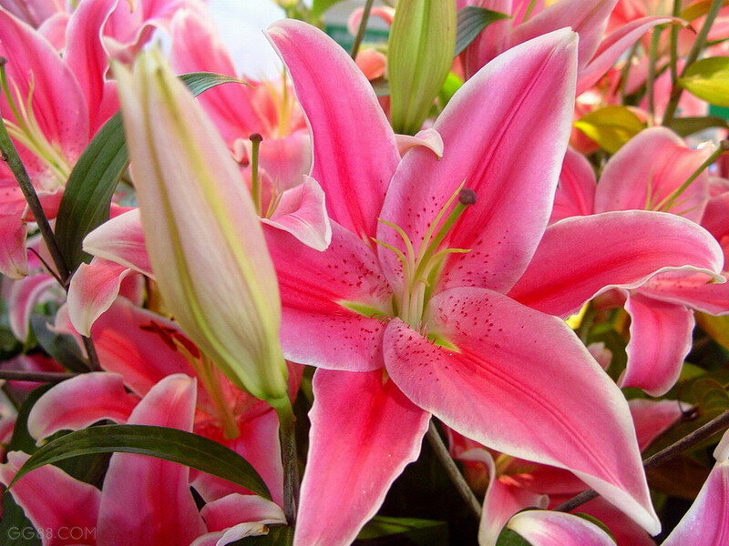 Pink Lily Flowers — Natural, Photograph