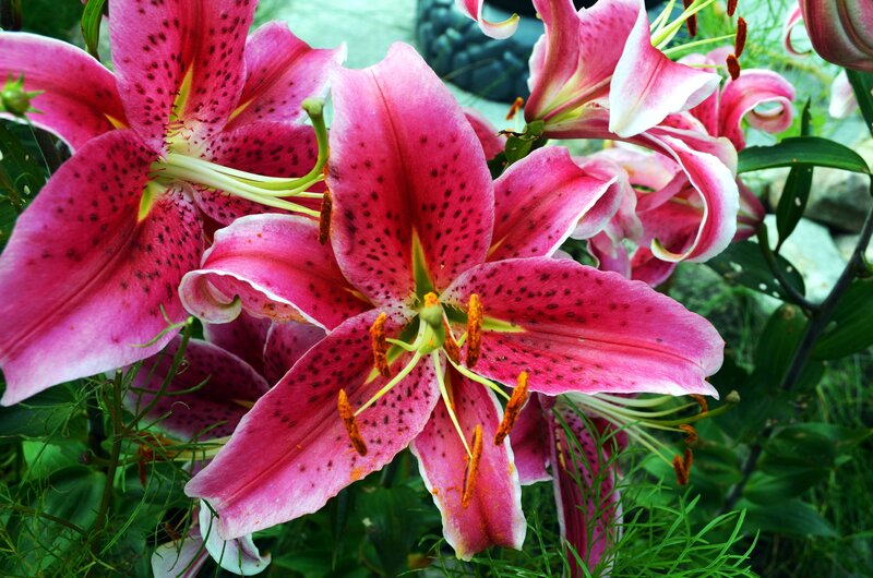 Pink Lily Flowers — Natural, Summer