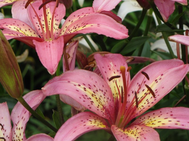 Pink Lily Flowers — Natural