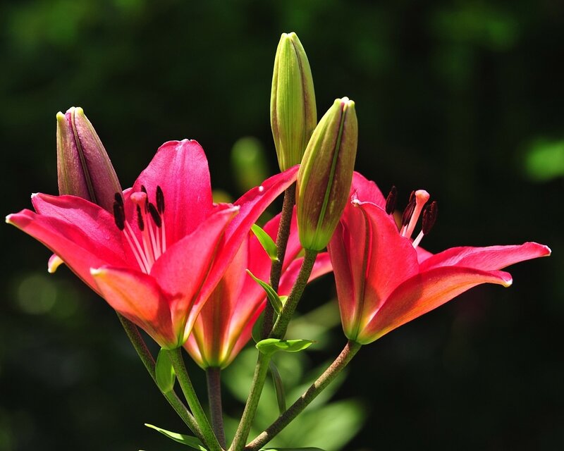 Pink Lily Flowers — Red