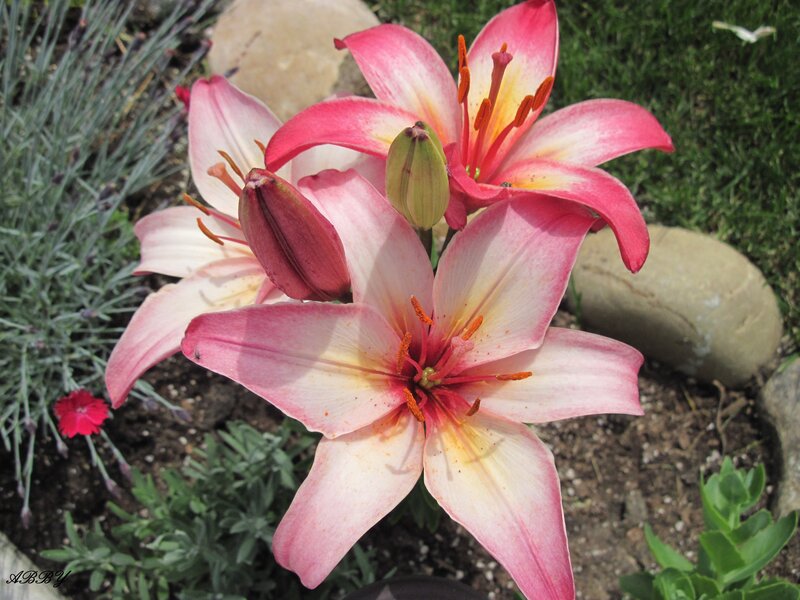 Pink Lily Flowers — Serene, Afternoon, Photograph, Buds, Grass