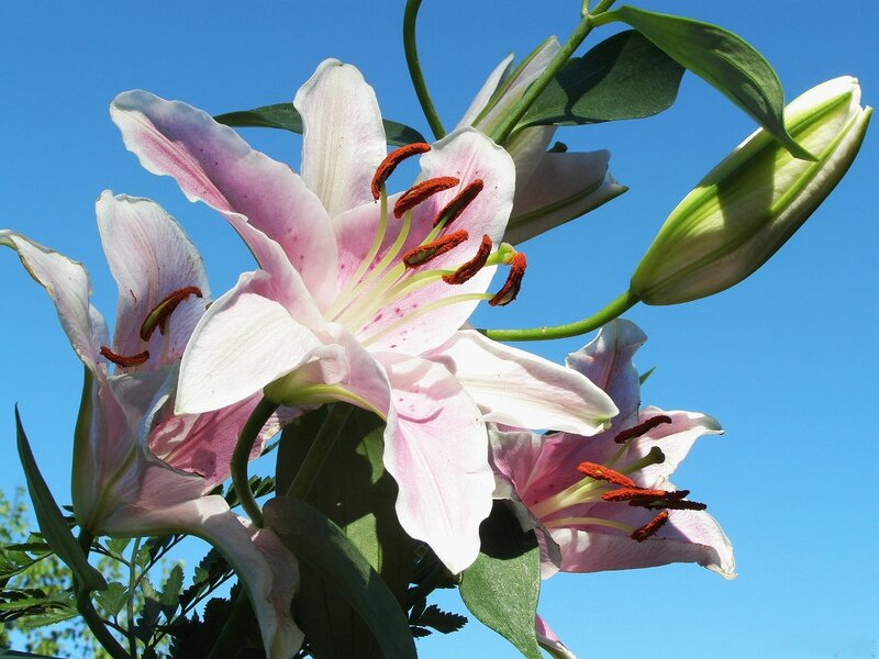Pink Lily Flowers — Serene, Afternoon, Photograph, Buds