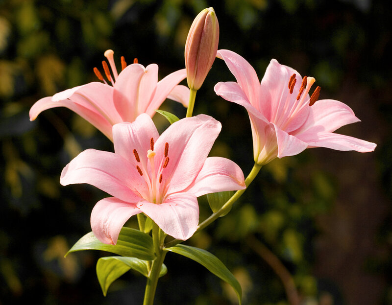Pink Lily Flowers — Serene, Afternoon