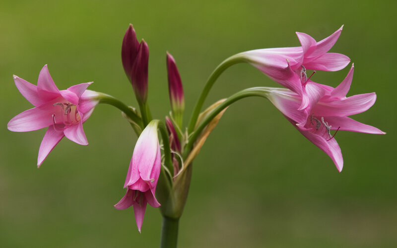 Pink Lily Flowers — Serene, Photograph, Buds