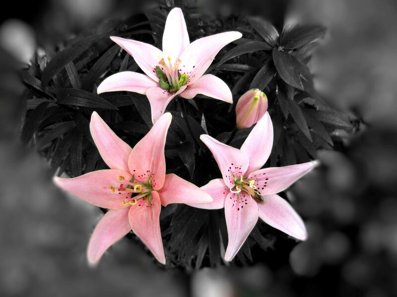 Pink Lily Flowers — Serene, Photograph