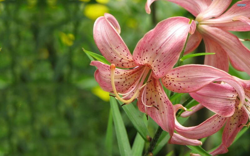 Pink Lily Flowers — Serene, Spring