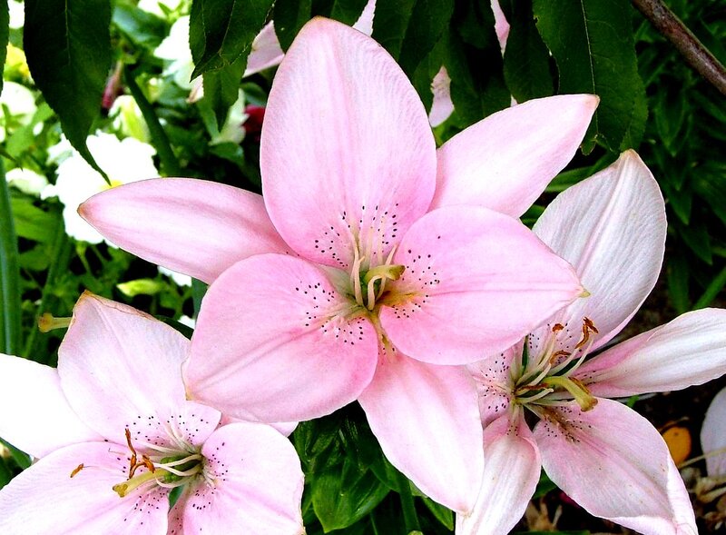 Pink Lily Flowers — Serene, Summer, Photograph