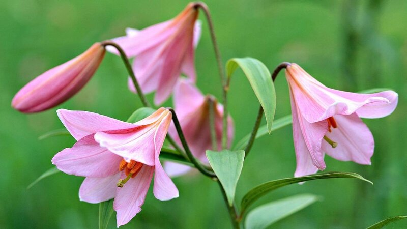 Pink Lily Flowers — Serene