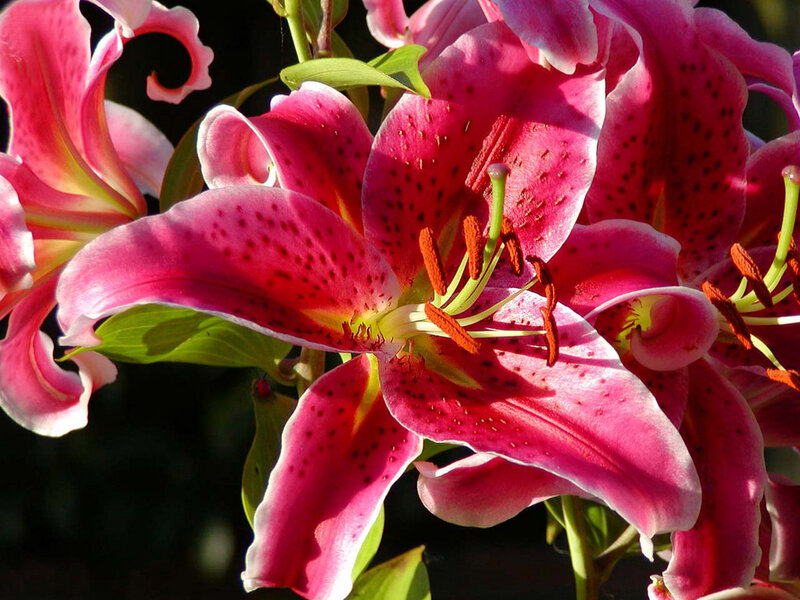 Pink Lily Flowers — Vibrant, Afternoon