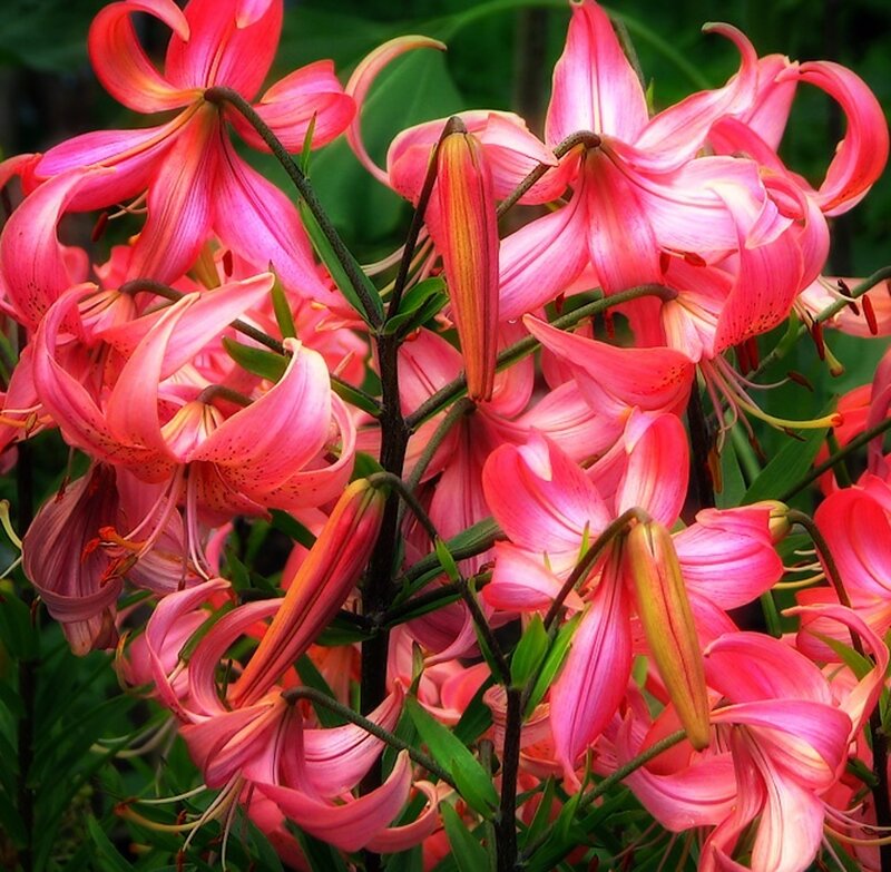 Pink Lily Flowers — Vibrant, Summer, Photograph