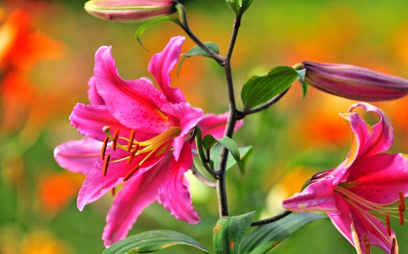 Pink Lily Flowers — Vibrant, Summer