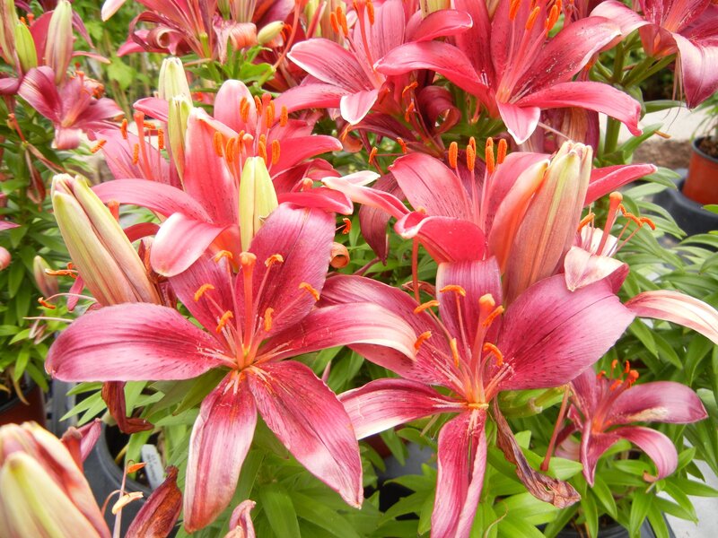 Pink Lily Flowers — Vibrant