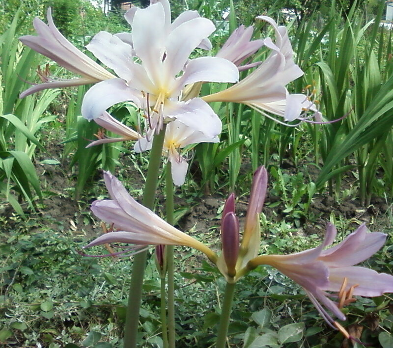 Pink Lily Flowers — White, Calm