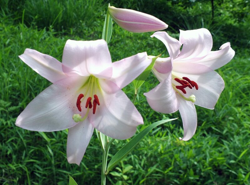 Pink Lily Flowers — White, Serene, Afternoon