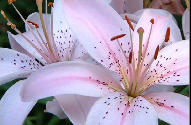 Pink Lily Flowers — White, Serene