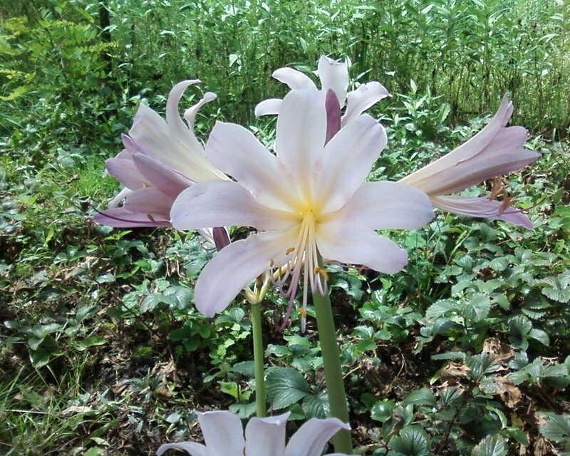 Pink Lily Flowers — White