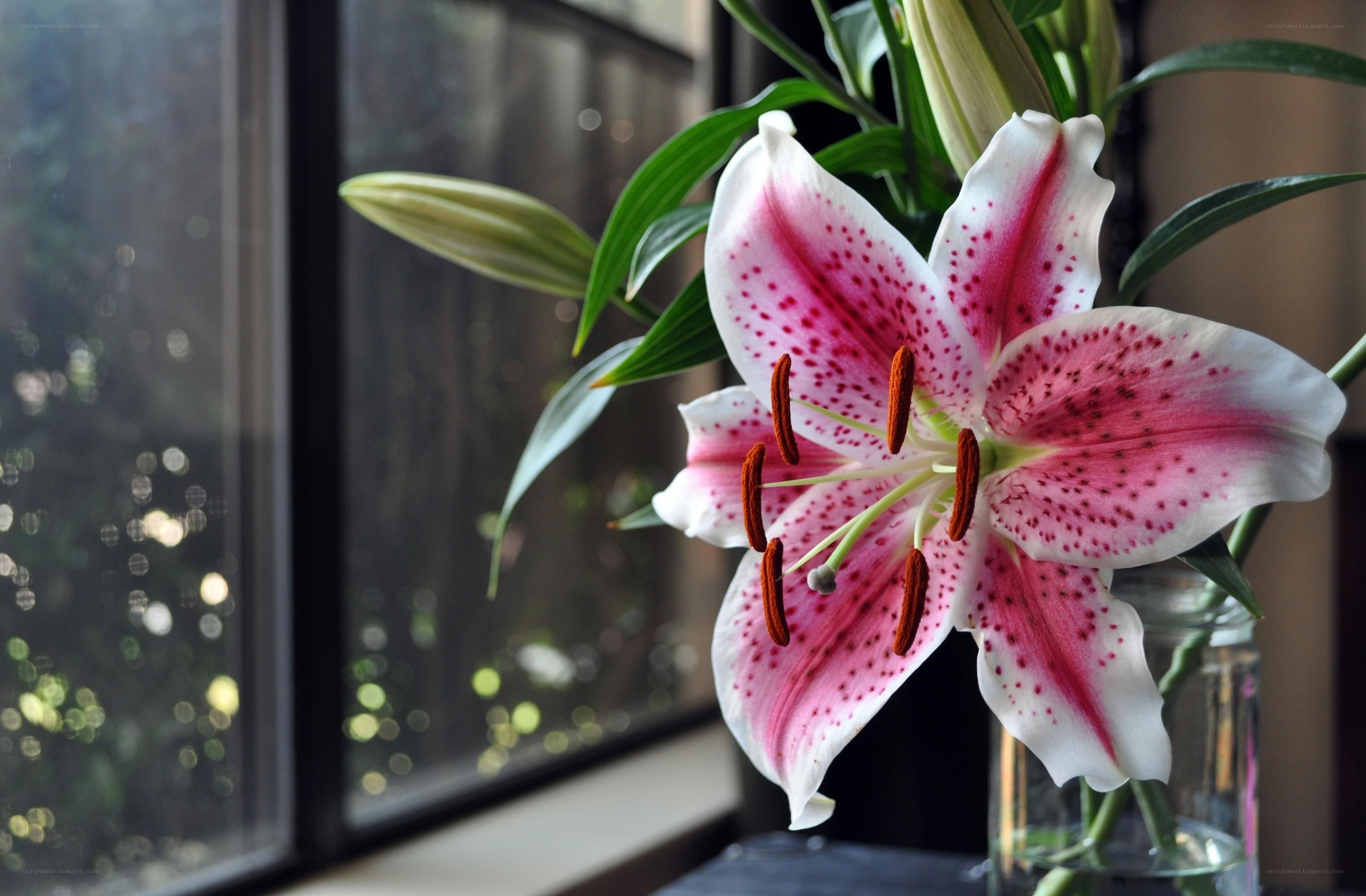 Pink lily in a vase