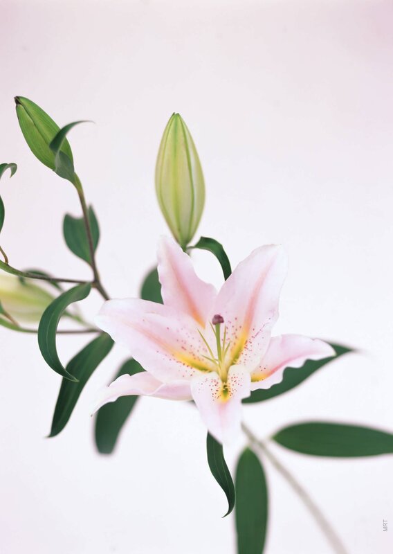 Pink lily in bloom