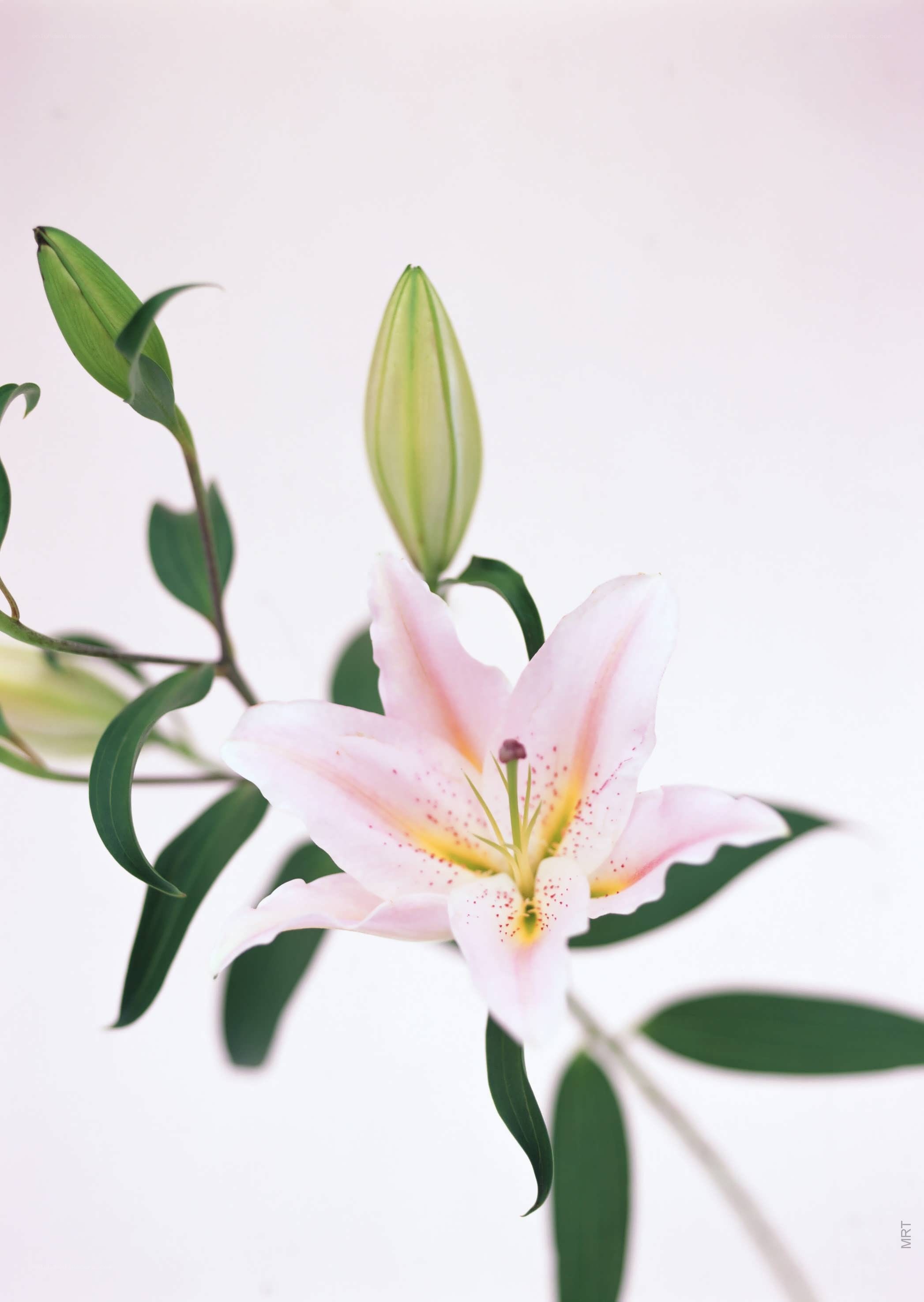 Pink lily in bloom