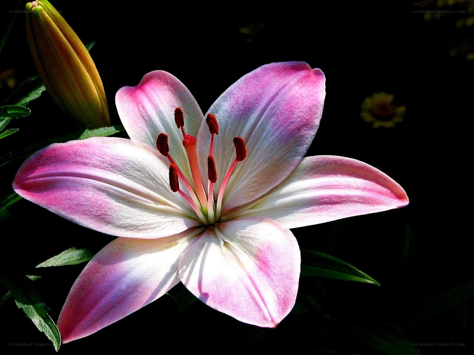 Pink lily in bloom