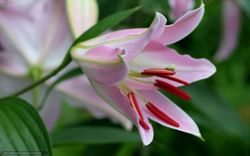 Pink lily in bloom