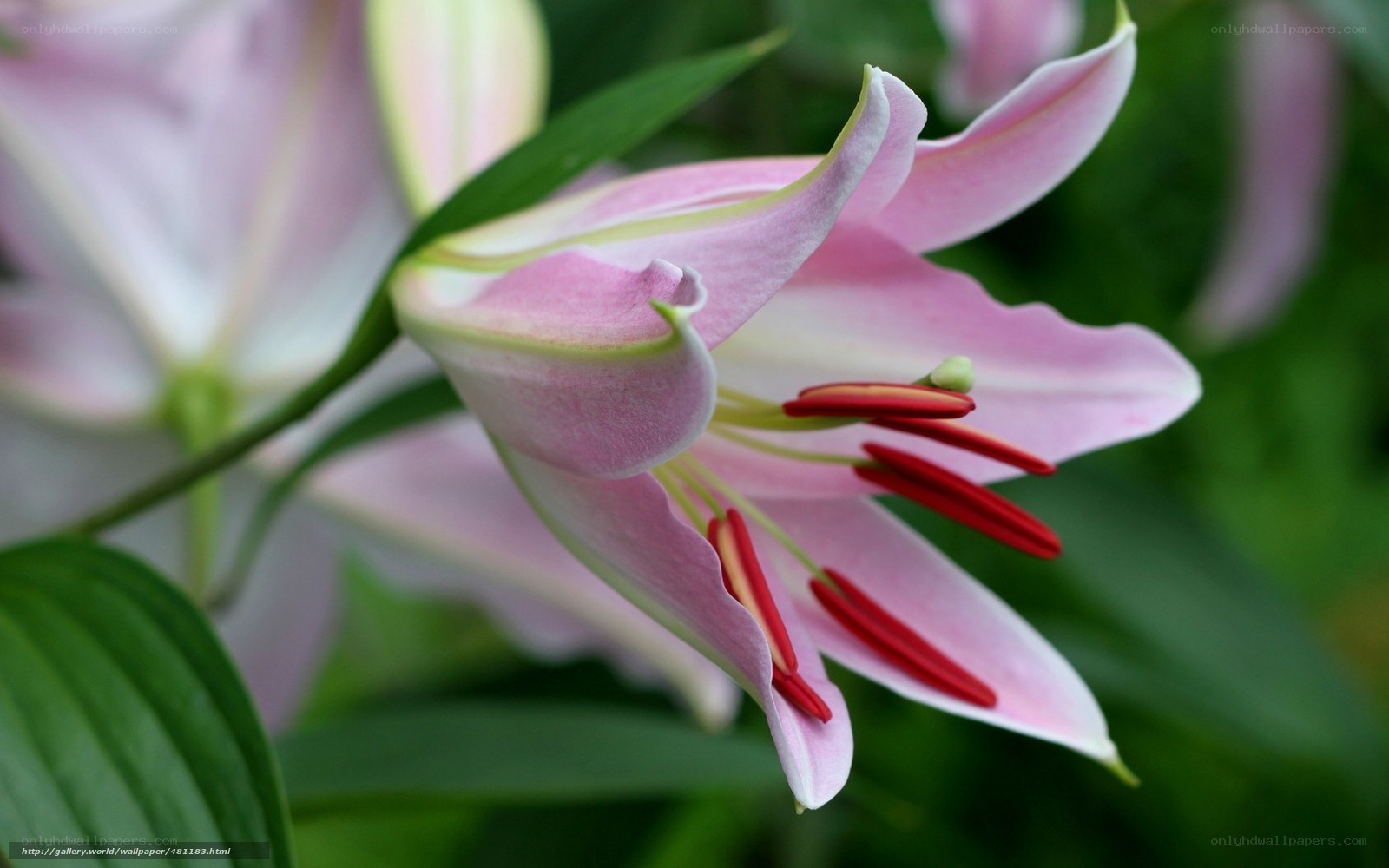 Pink lily in bloom