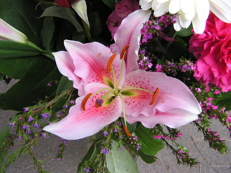 Pink Lily in Bouquet