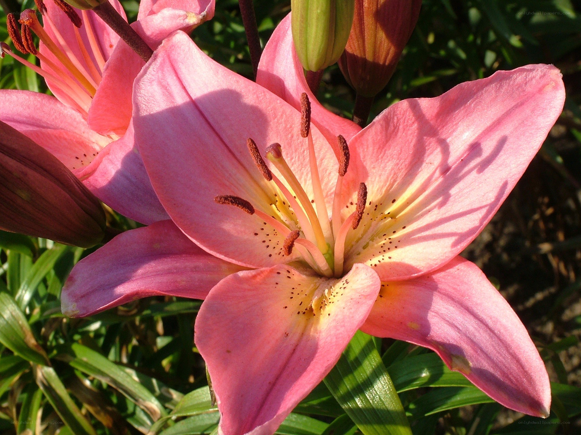 Pink lily in full bloom