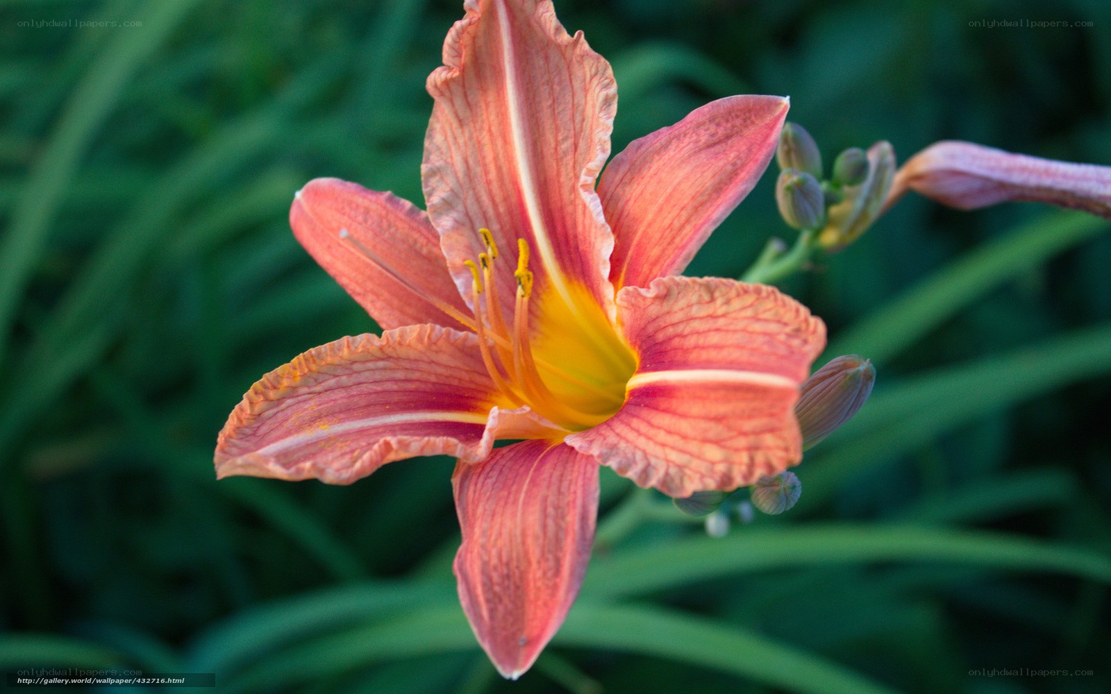 Pink lily in garden