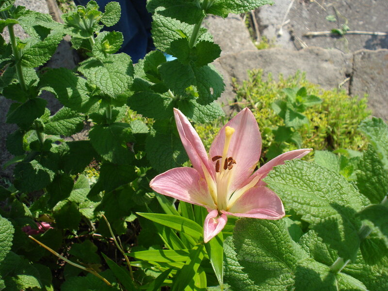 Pink lily in garden
