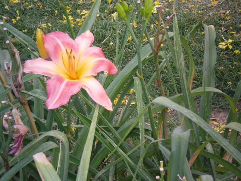 pink lily in garden