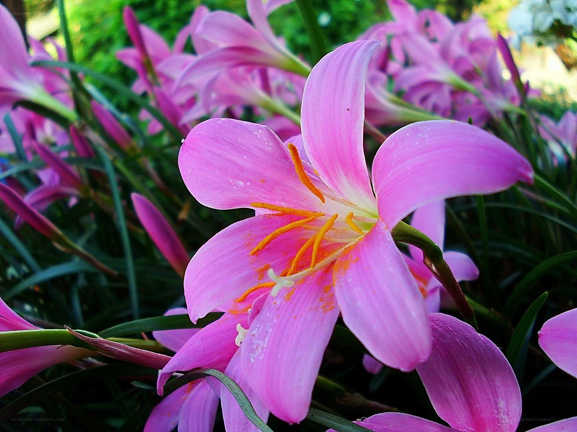 Pink lily in garden