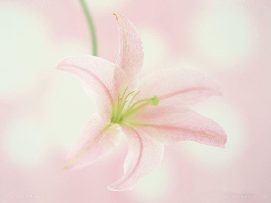 Pink lily in soft focus