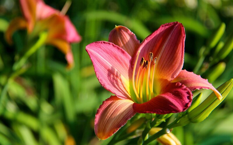 Pink lily in sunlight