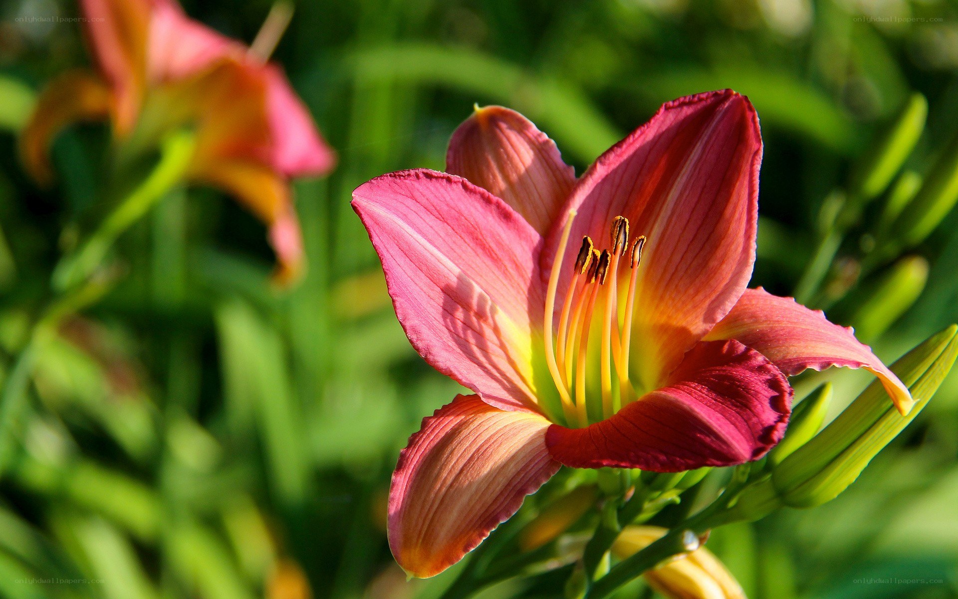 Pink lily in sunlight
