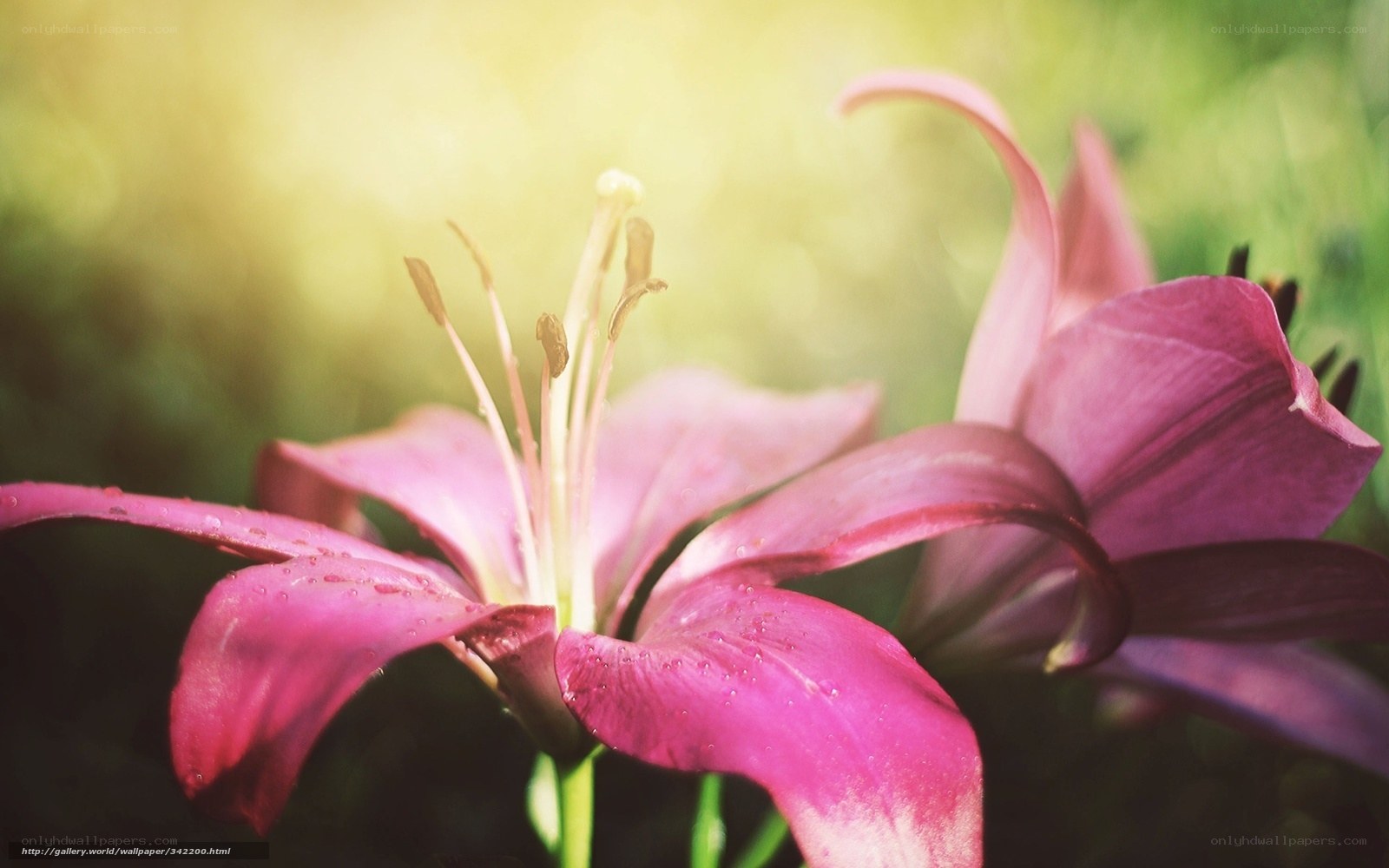 Pink lily in sunlight